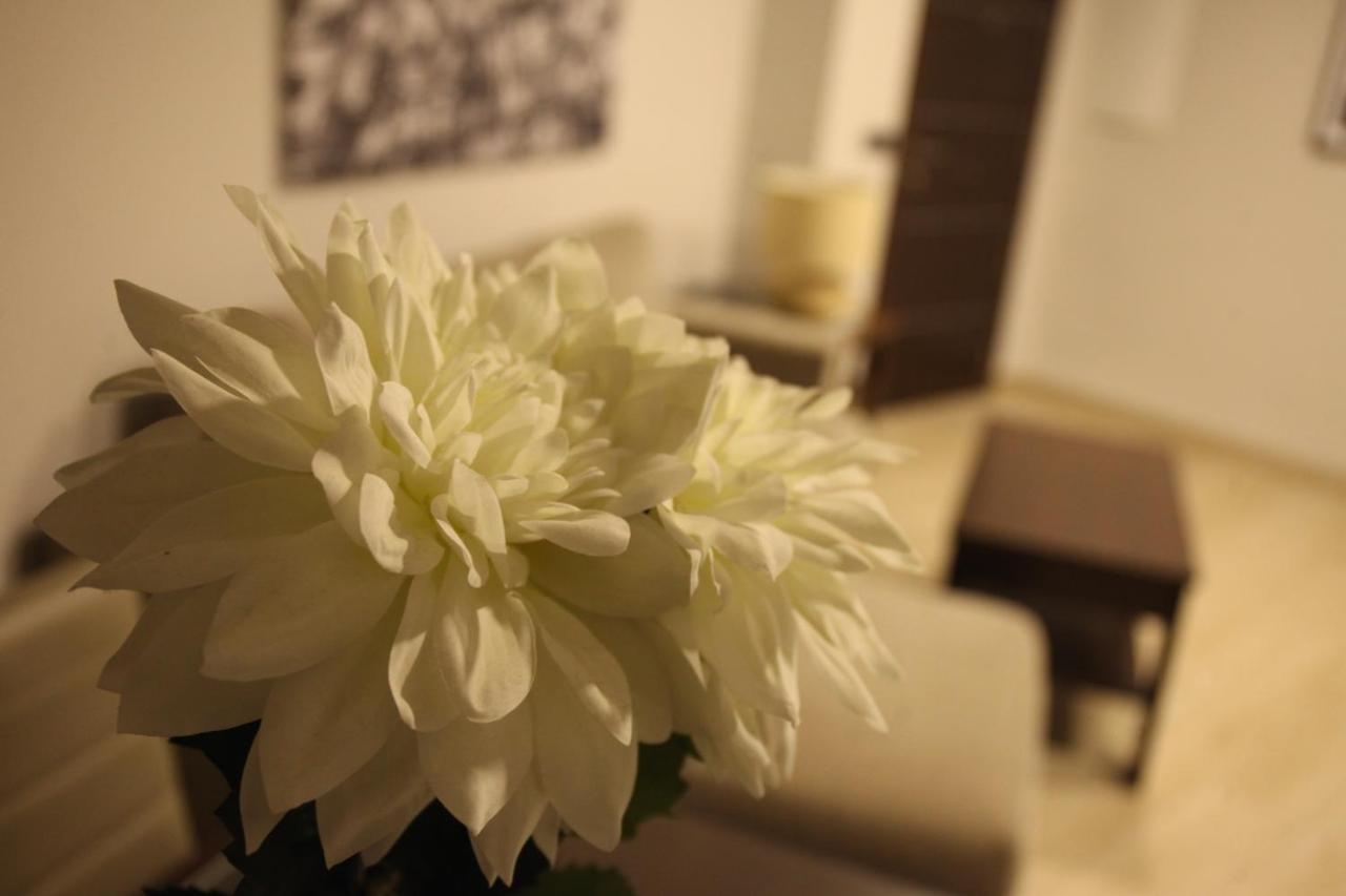 Cano قرطبة المظهر الخارجي الصورة